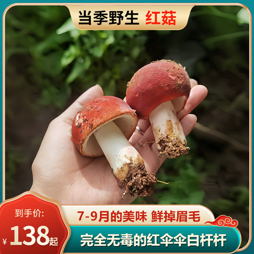 云南特产新鲜野生红菇不开伞红椎菌大红菌精选骨朵蘑菇菌顺丰包邮