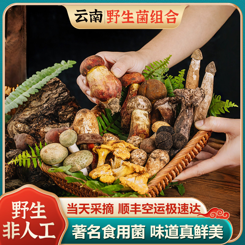 云南野生牛肝菌青头菌鸡枞菌黑松露奶浆菌虎掌菌杂菌组合
