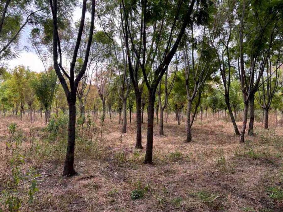 位于西昌市裕隆回族乡内蓝花楹树木