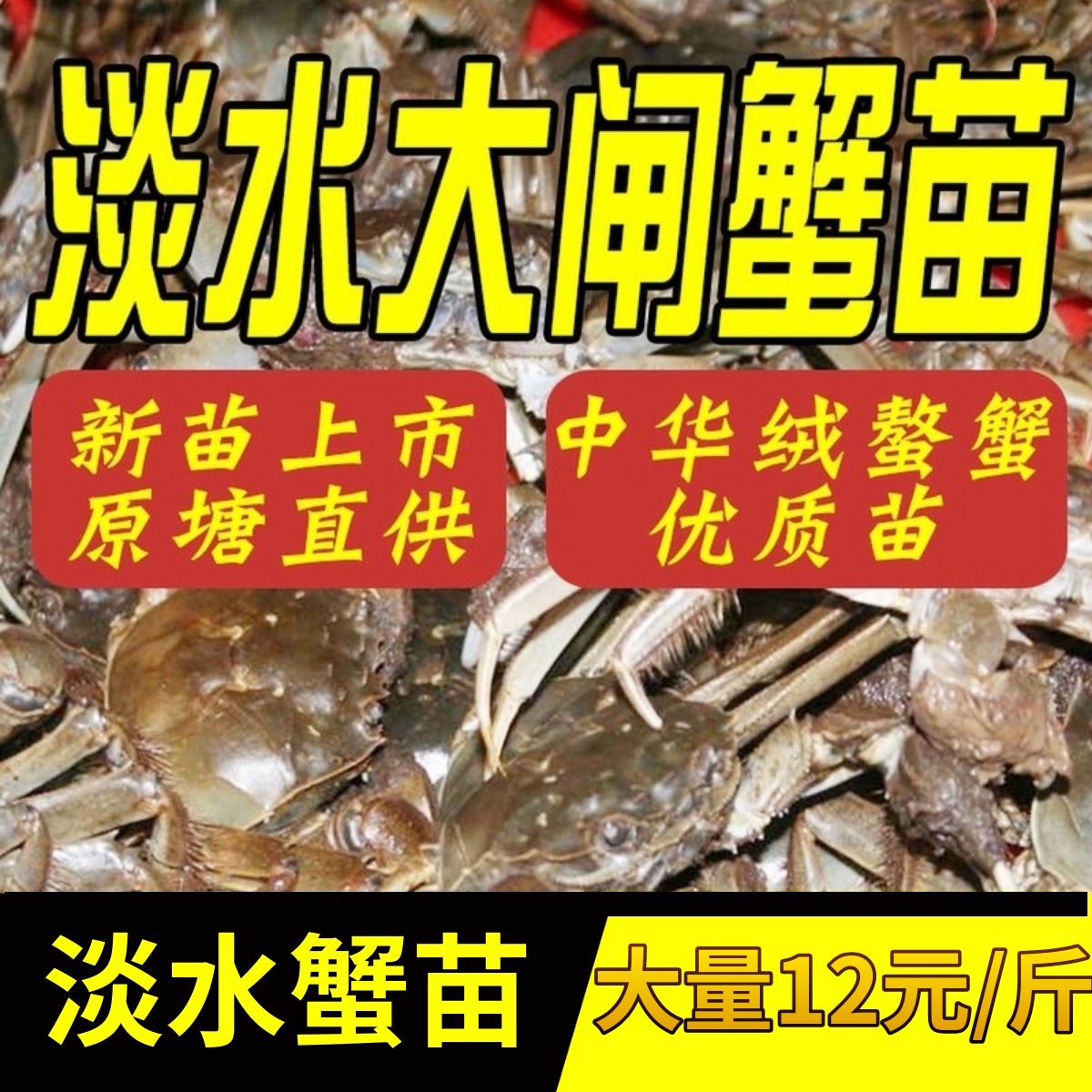 盘锦河蟹活体蟹苗稻田养殖绒