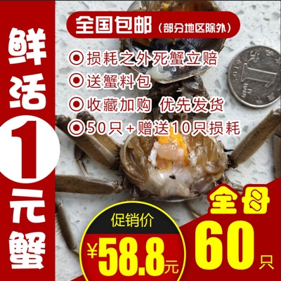 全母40只小螃蟹盘锦河蟹鲜活1元蟹老头蟹醉蟹稻田蟹六月黄香辣蟹