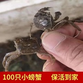 淡水河蟹一毛钱大小迷你扣蟹饲料狗头河豚乌龟宠物蟹盘锦鲜活 包邮