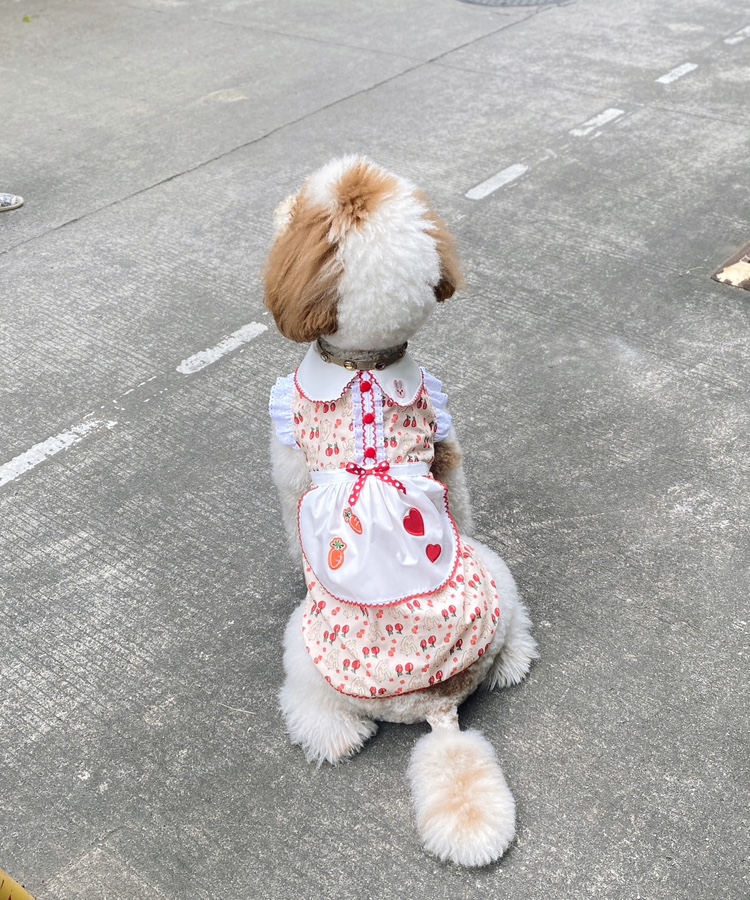 狗狗娃娃衣泰迪裙子松狮衣服大狗夏装金毛裙子萨摩夏装