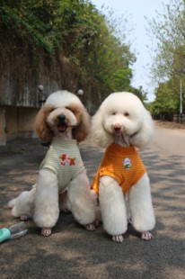 新款狗狗衣服巨贵金毛松狮阿富汗中大型犬幼犬春秋款宠物条纹背心