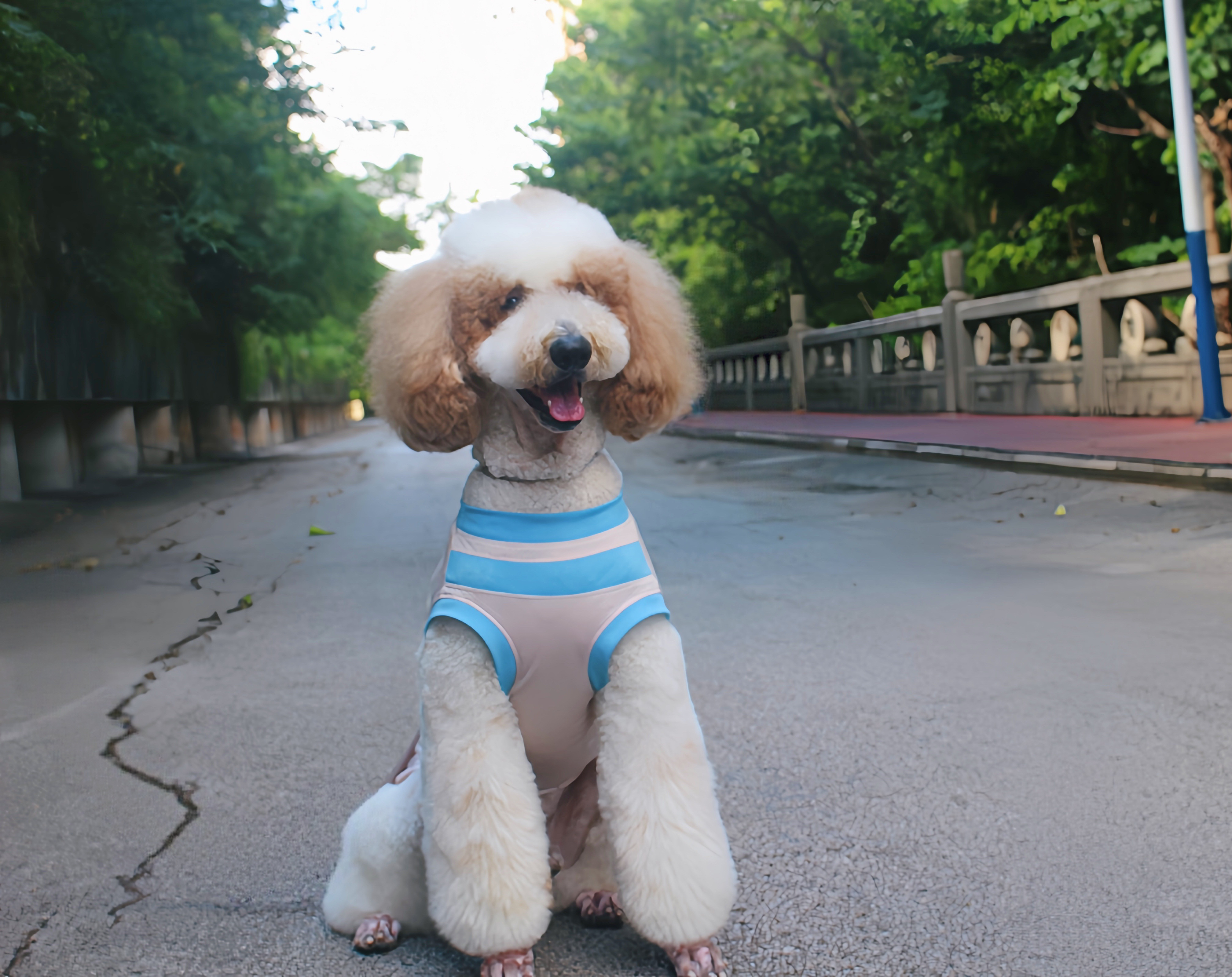 包邮撞色洞洞背心中大型犬衣服薄款透气拉多金毛边牧哈士奇巨贵T