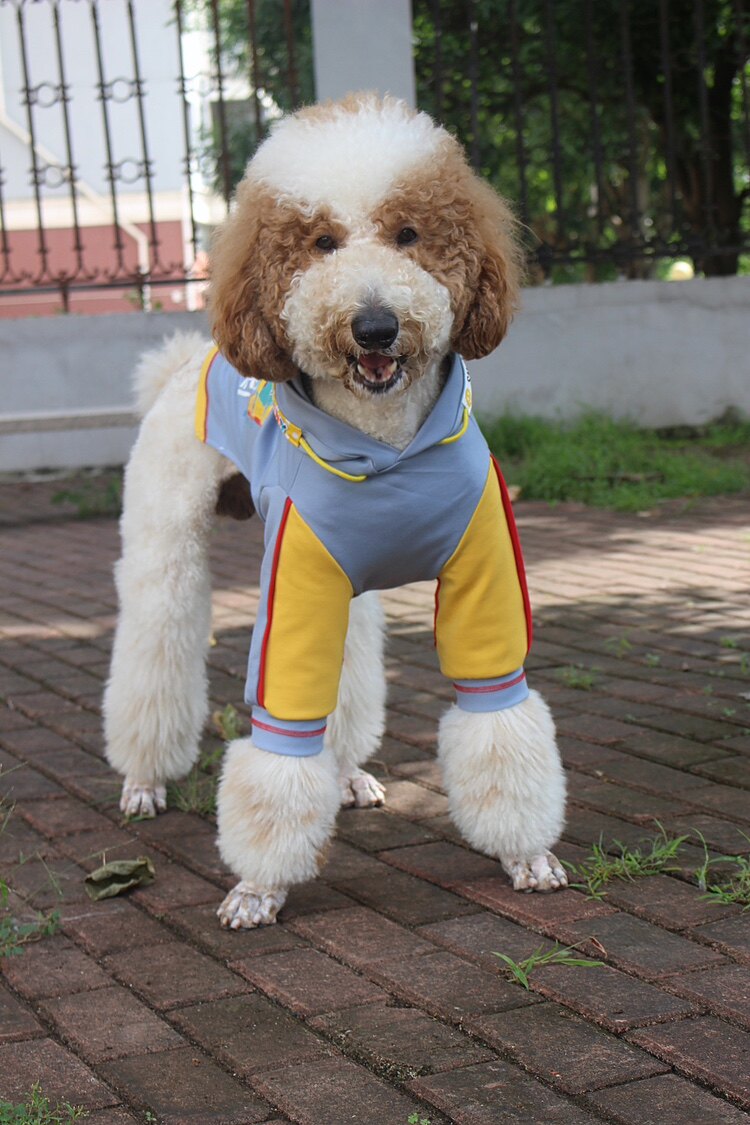 定制！中大型犬护肘衣服巨贵卫衣拉多金毛秋冬装萨摩衬衣松狮卫衣