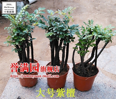 绿植物阳台四季常青耐寒黑骨茶