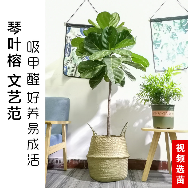 琴叶榕盆栽大叶植物型室内客厅北欧绿植花卉四季常青好养活