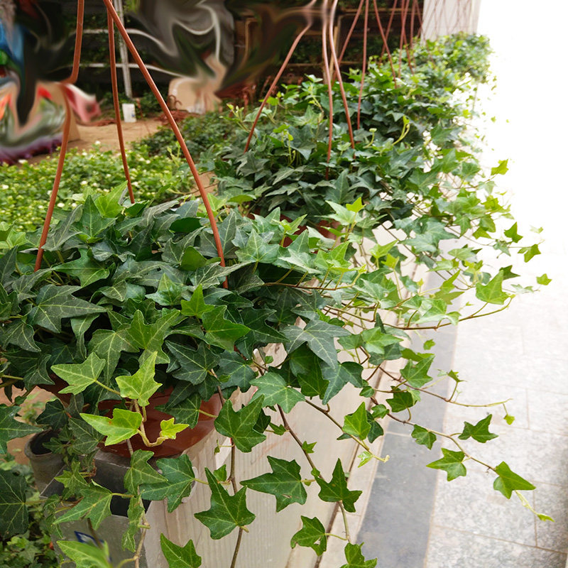 常春藤吊兰篮盆栽植物常青藤花卉装修房室内绿植