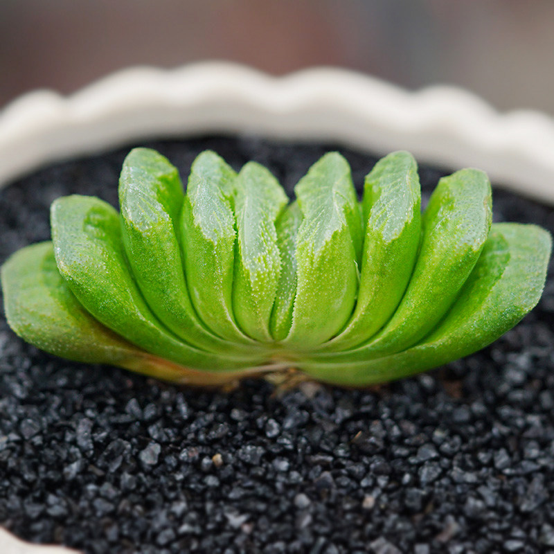 绿玉扇/多肉植物青锁龙属新手多肉植物组合云南多肉