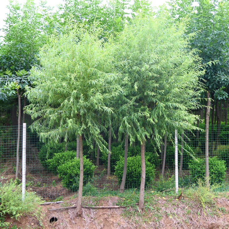竹柳种植效益,价值(第2页)_大山谷图库