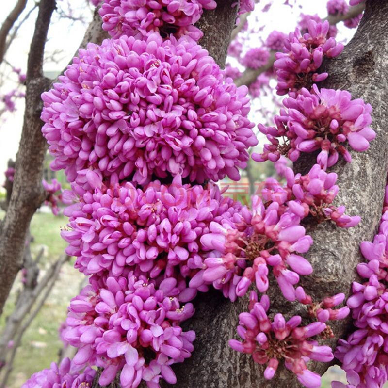 盆栽花卉紫荆花树紫荆花满条红庭院开花植物花卉绿植紫荆树