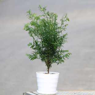 红豆杉盆栽盆景植物室内客厅绿植花卉盆栽