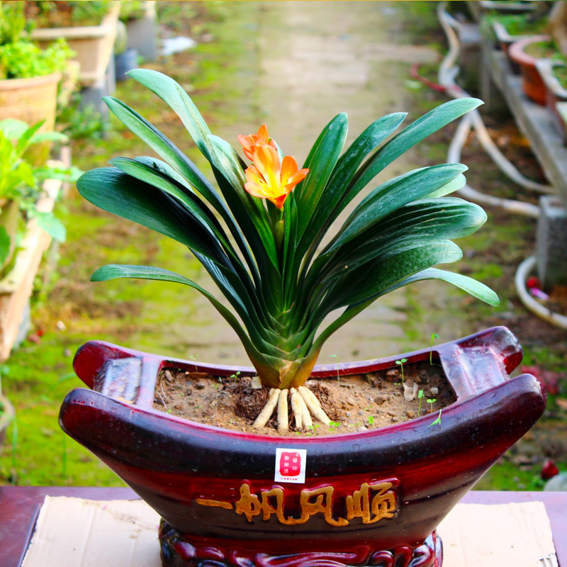 盆栽君子兰室内花卉植物