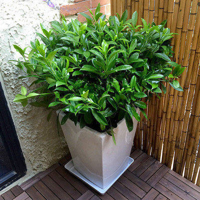 客厅办公室大型高档绿植盆栽花卉非洲茉莉花绿植植物盆景