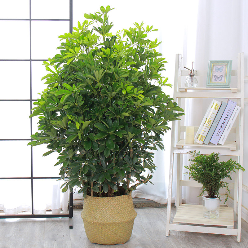 鸭脚木七叶莲发财树八方来财盆栽办公室客厅大型绿植