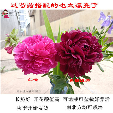 黑海波涛粉绫红花红峰芍药花苗重瓣带芽正宗大花阳台浓香庭院观花