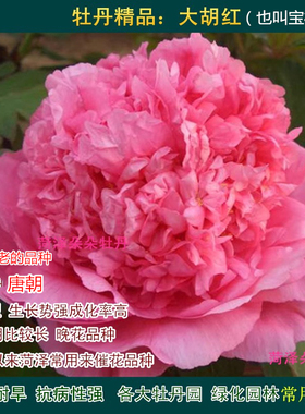 大胡红宝楼台牡丹苗菏泽发货红色正宗多分枝大花苗室内阳台庭院苗