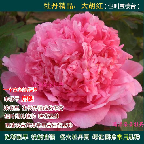 传统牡丹阳台胡红牡丹苗