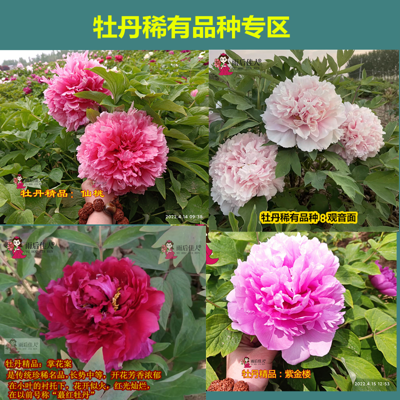 牡丹稀有品种花兢观音面仙桃大朵蓝掌花案牡丹苗精品关西乙女老品
