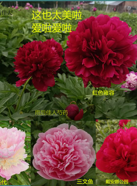 开花绝美芍药浓香精品值得拥有