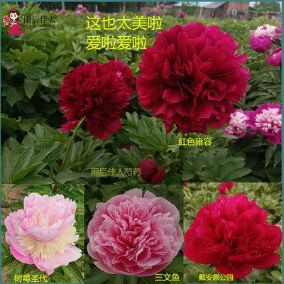 开花绝美芍药浓香精品值得拥有