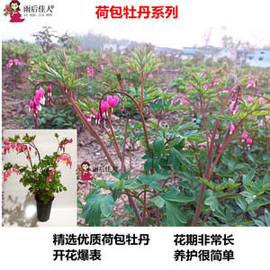荷包牡丹苗多年红白粉色草本植物耐寒带芽菏泽发货进口品种庭院