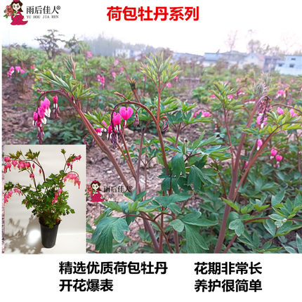 荷包牡丹多年红白色根草本植物耐寒带芽菏泽发货好养耐活阳台庭院