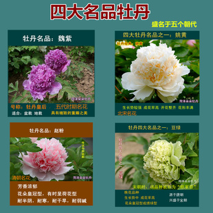 赵粉大魏紫姚黄豆绿牡丹花苗大苗四大名品花卉朵朵盆栽花秋季 发货
