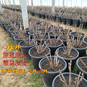 盆栽观赏牡丹阳台盆景