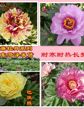 巴茨拉棒棒糖伊藤芍药漂亮好养