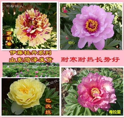 伊藤芍药巴茨拉初心凯丽棒棒糖希拉里铜壶进口菏泽苗庭院