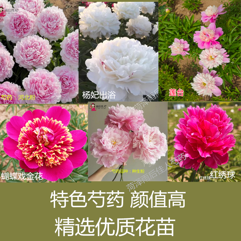 莲台杨妃出浴胭脂点玉立夏绿蝴蝶戏金花河北粉种生粉芍药花苗庭院
