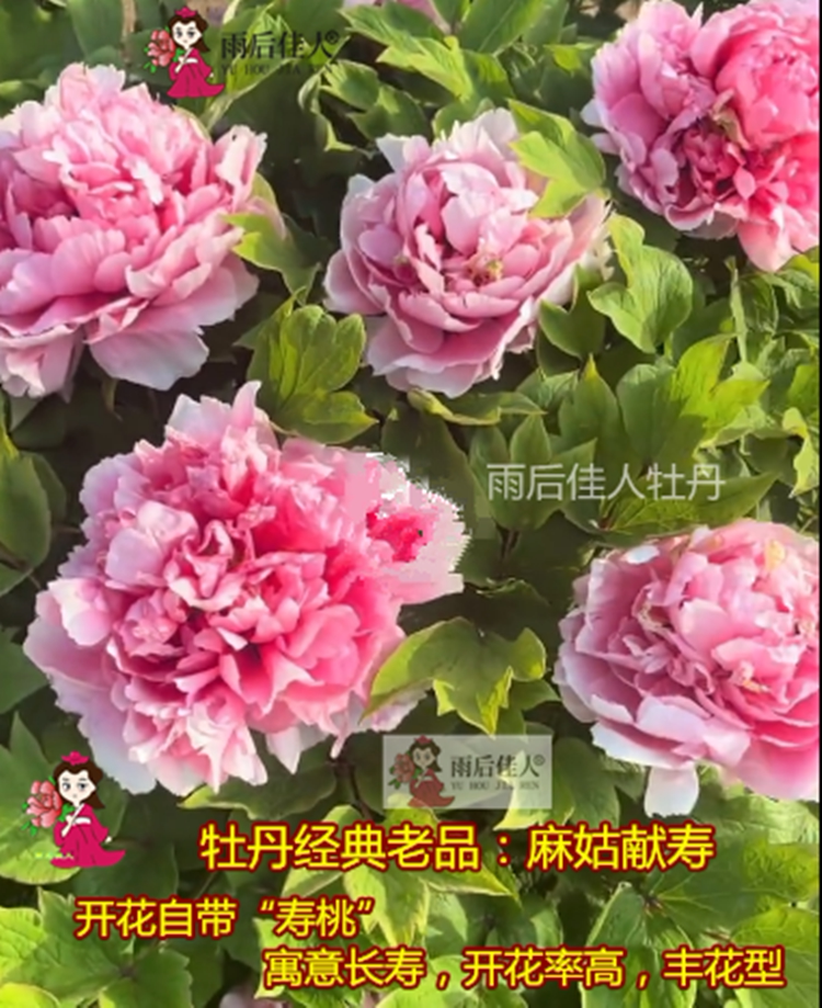 新客减花兢绿洲红仙桃大朵蓝掌花案牡丹苗精品关西乙女老品名品牡