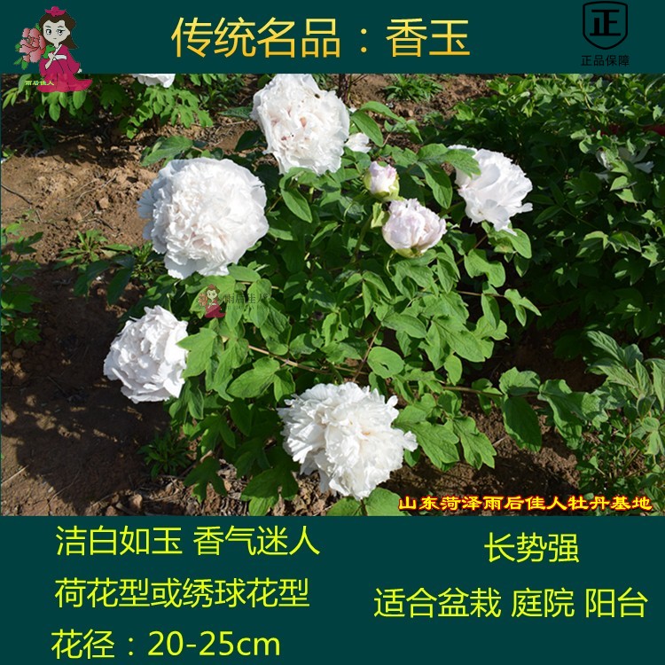 菏泽庭院盆栽阳台白色花卉牡丹苗图片