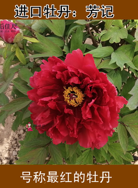 芳记纪牡丹花苗红色正宗多分枝大苗菏泽洛阳牡丹大王盆栽阳台庭院