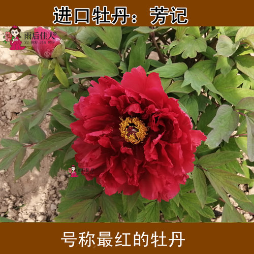 芳记纪牡丹花苗红色正宗多分枝大苗菏泽洛阳牡丹大王盆栽阳台庭院 - 封面