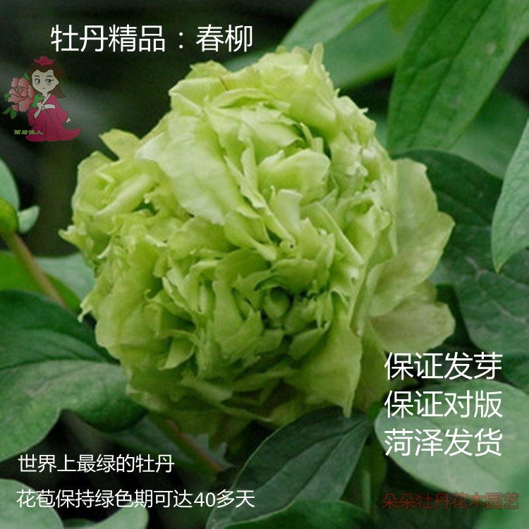 春柳牡丹正宗多层重瓣绿色系观花绿植菏泽牡丹花卉室内盆栽活动