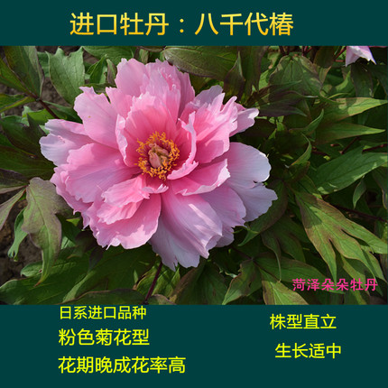 八千代椿彭州紫帝冠名望金腰楼牡丹苗菏泽精品大花型牡丹庭院阳台