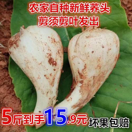 新鲜藠头农家自种泡菜精选大个