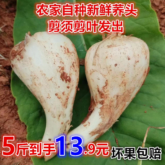 新鲜藠头农家自种泡菜精选大个
