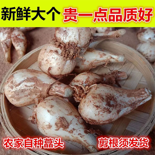 新鲜荞头5斤江西农家自种挖小蒜