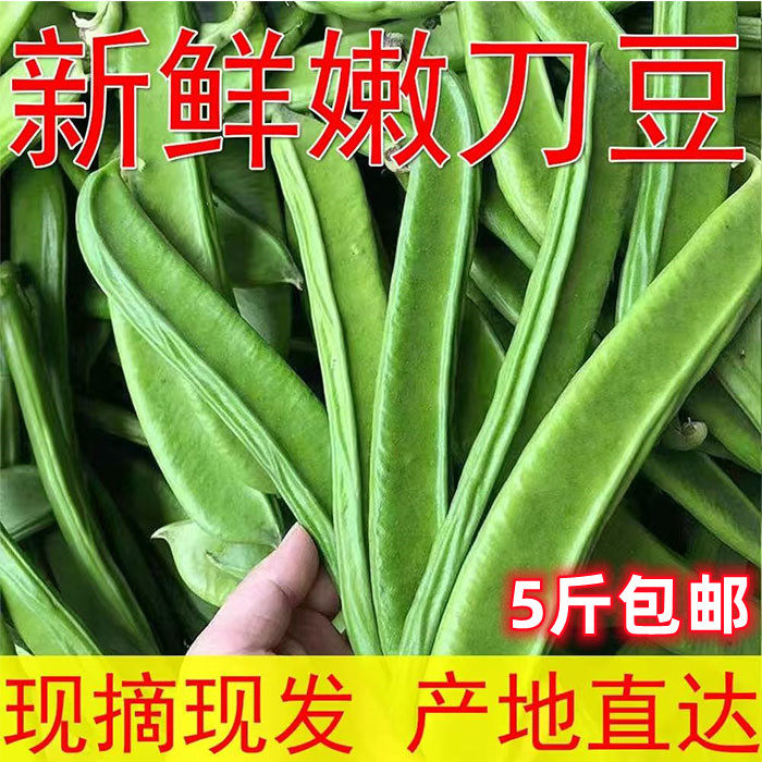 刀豆新鲜现摘嫩大刀豆农家自种蔬菜剁辣椒酸原料刀角豆5斤时令蔬