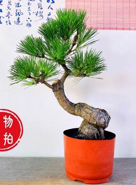 基地直销黑松盆养多年根系发达