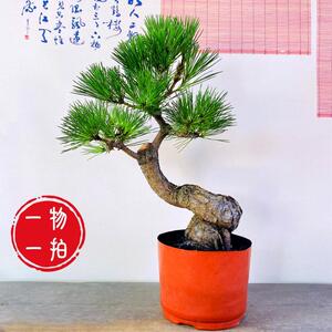 基地直销黑松盆养多年根系发达