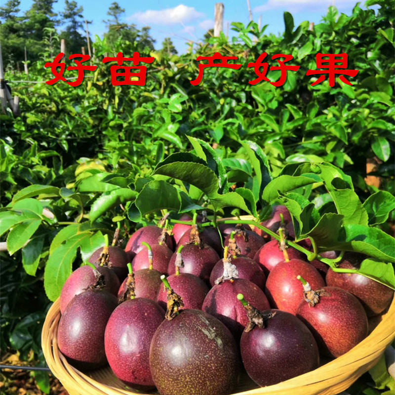 百香果苗黄金百香果树果苗四季爬藤南方当年结果鸡蛋阳台盆栽特大,鲜花速递/花卉仿真/绿植园艺,果树,淘宝优惠券,粉丝福利购,淘宝优惠卷