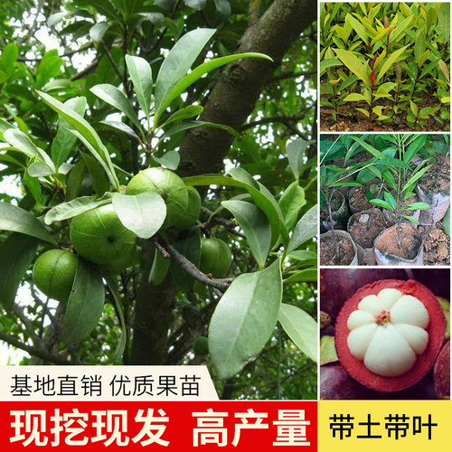 山竹苗树苗泰国无籽阳台盆栽