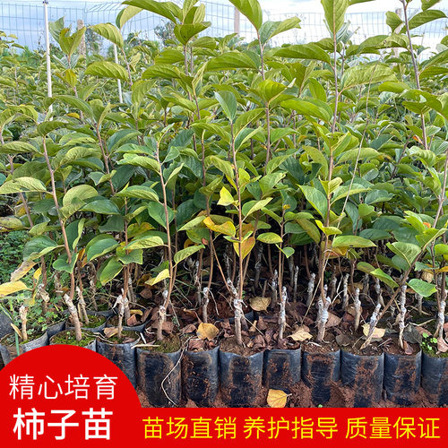 甜脆柿子嫁接树苗带土杯发货