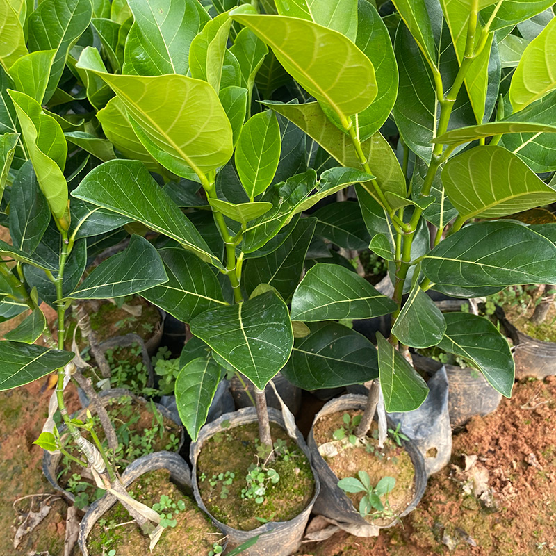 菠萝蜜嫁接黄肉红肉干包菠萝蜜苗