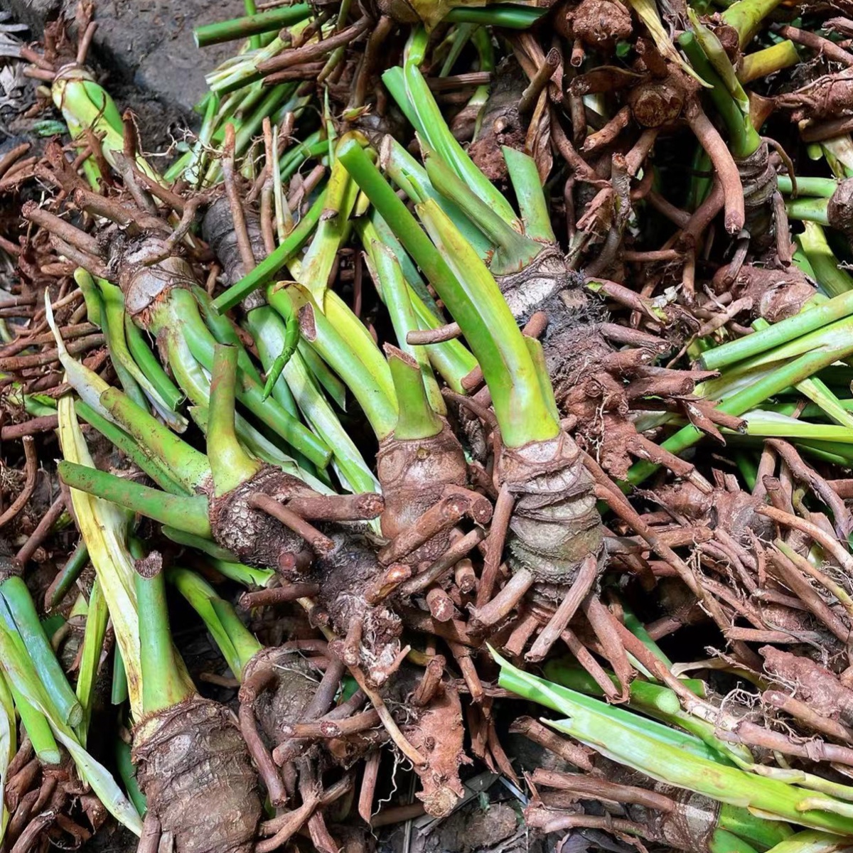 老桩龙鳞春羽客厅室内网红吸甲醛